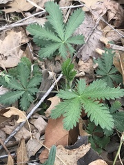 Potentilla recta