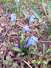 Scilla siberica