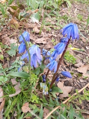 Scilla siberica