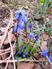 Scilla siberica