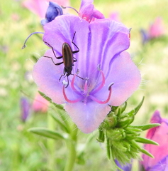 Neoeutrapela