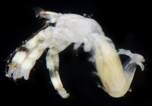 Pagurixus festinus observed 2017-05-29