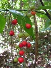 Desmoncus polyacanthos