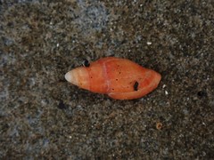 Pseudonebularia fraga