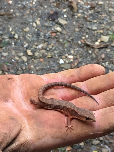Rough-necked Alligator Lizard