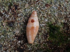 Swainsonia ocellata