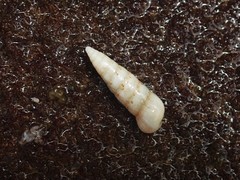 Cerithium nesioticum
