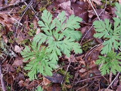 Dicentra formosa
