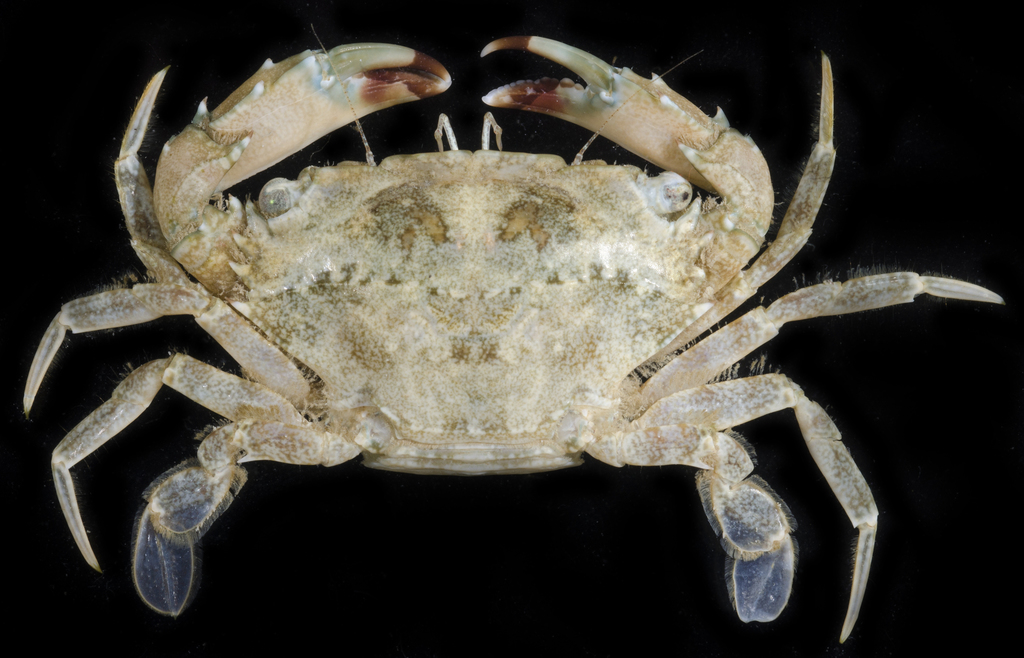 Thalamita integra
