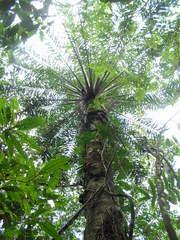 Elaeis guineensis