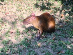 Dasyprocta variegata