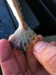 Platycephalus grandispinis