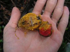 Elaeis guineensis
