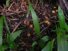 Elaeis guineensis