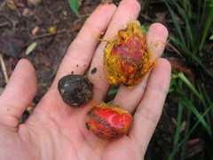 Elaeis guineensis