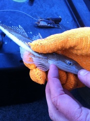 Platycephalus grandispinis