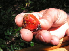 Elaeis guineensis