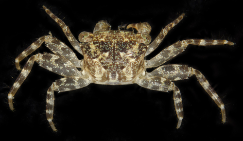 Pachygrapsus planifrons observed 2017-05-30