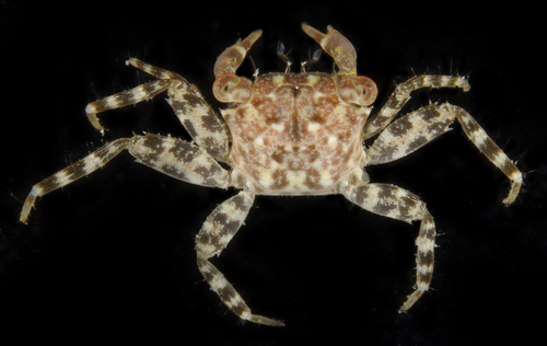 Pachygrapsus planifrons observed 2017-05-30