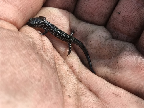 Atlantic Coast Slimy Salamander, Plethodon chlorobryonis