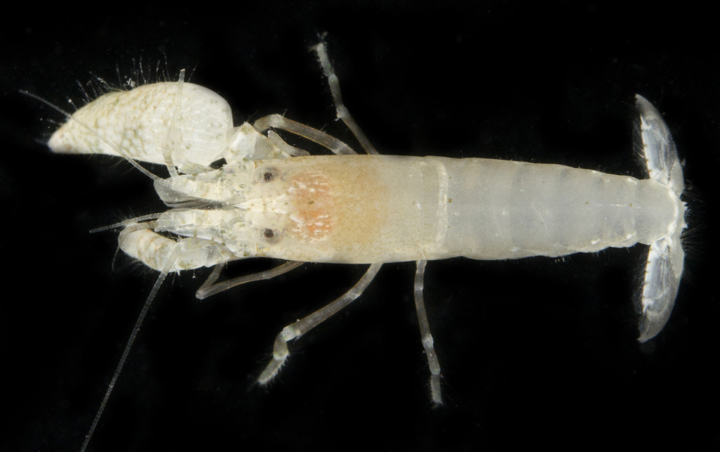 Alpheus diadema