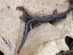 Plethodon cinereus