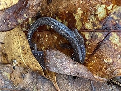 Plethodon cinereus