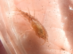 Gammarus mucronatus