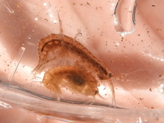 Gammarus mucronatus