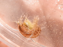 Gammarus mucronatus