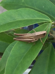 Amblytropidia