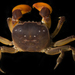 Henshaw's Shore Crab - Photo (c) smithsonian_marinegeo, some rights reserved (CC BY-NC-SA), uploaded by smithsonian_marinegeo