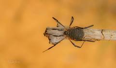 Eumesosoma
