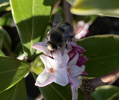 Anthophora pacifica