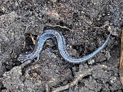 Plethodon cinereus