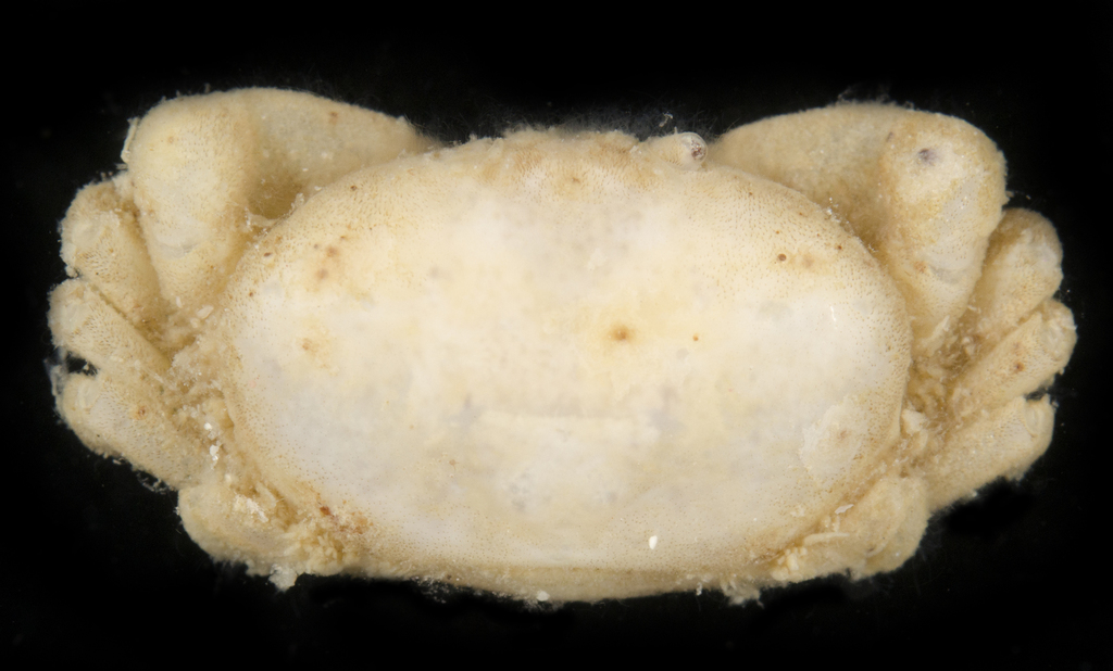 Aphanodactylidae