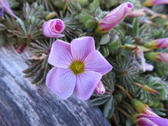 Oxalis adenophylla