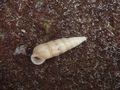 Cerithium nesioticum