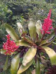 Aechmea fulgens