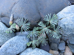 Oxalis adenophylla