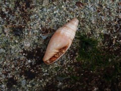 Swainsonia ocellata
