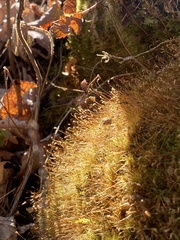 Herzogiella striatella