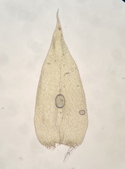 Herzogiella striatella