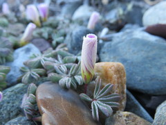 Oxalis adenophylla