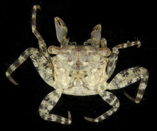 Pachygrapsus planifrons observed 2017-05-31