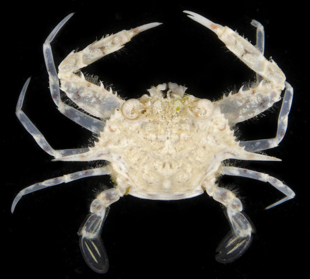 Xiphonectes longispinosus