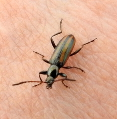 Neoeutrapela