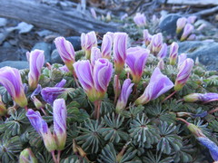 Oxalis adenophylla
