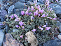 Oxalis adenophylla