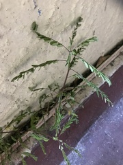 Phyllanthus urinaria